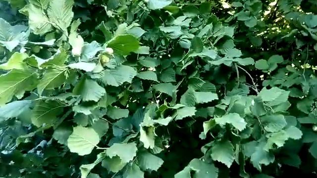 Ежевика, орехи и другое созревают смотреть онлайн