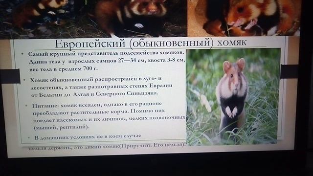 Интересные факты о хомяках - Interesting facts about hamsters смотреть онлайн