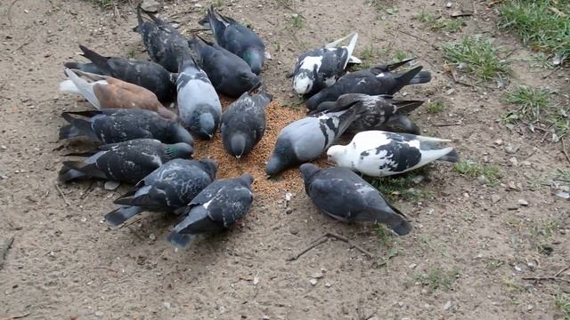 Показываю будут ли голуби есть гречневую крупу смотреть онлайн
