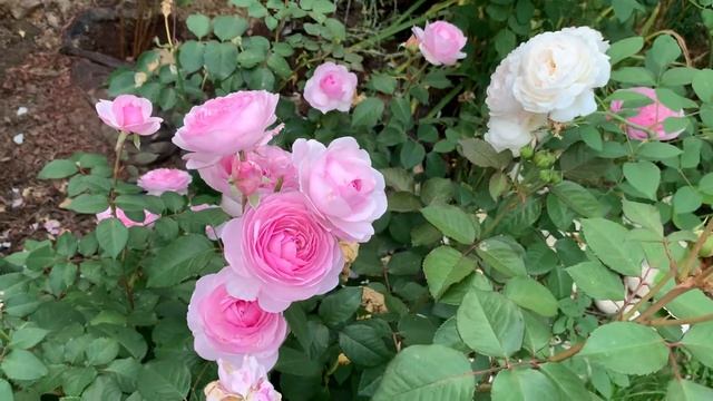 ?Роза Дэвида Остина ‘Оливия роуз’. Вторая волна цветения. ⭐️Обзор. David Austin rose ‘OLIVIA ROSE’ смотреть онлайн