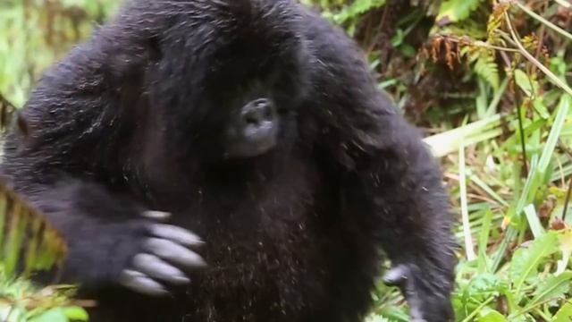 Горилла: Самая добрая и большая обезьяна | Интересные факты про гориллу смотреть онлайн