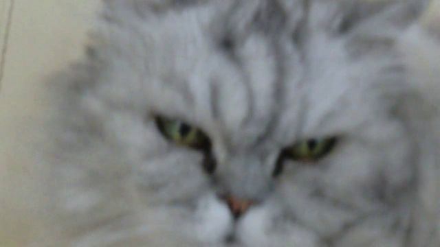 Cat Кот Мингус мерзнет. Погода прохладная смотреть онлайн