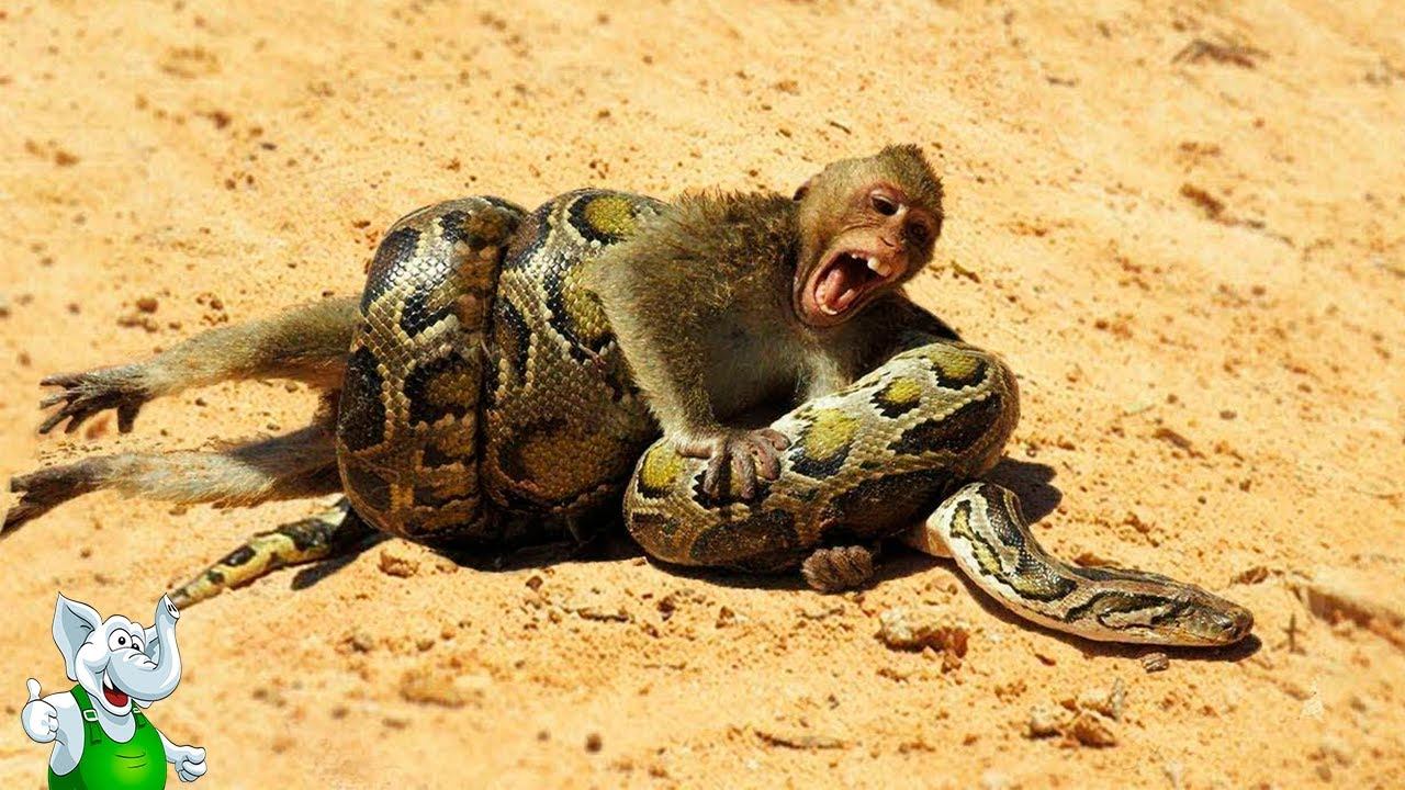 Питон в Деле / Питон Против Кобры, Обезьяны, Антилопы смотреть онлайн