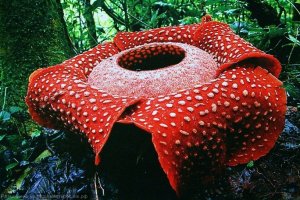 Увидеть и не задохнуться от аромата  – Раффлезия Арнольда!