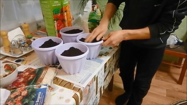 Глоксиния,бегония ой посажу. смотреть онлайн