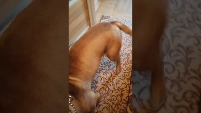 Собака скучала целых 3 дня.Кане Корсо смотреть онлайн
