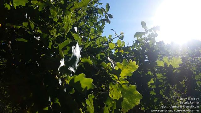 Study Break - Electric Farmer - (Lofi Hip-Hop/Ableton/Ibanez SA Prestige) смотреть онлайн