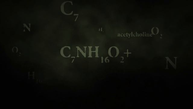 Кобра VS Мангуст. Смертельная битва смотреть онлайн