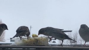 Чирикание воробьёв, видео для релакса, как поет воробей