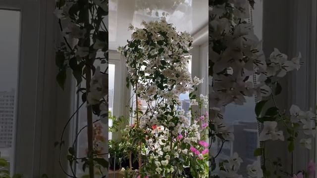 Зимний сад из бугенвиллий смотреть онлайн