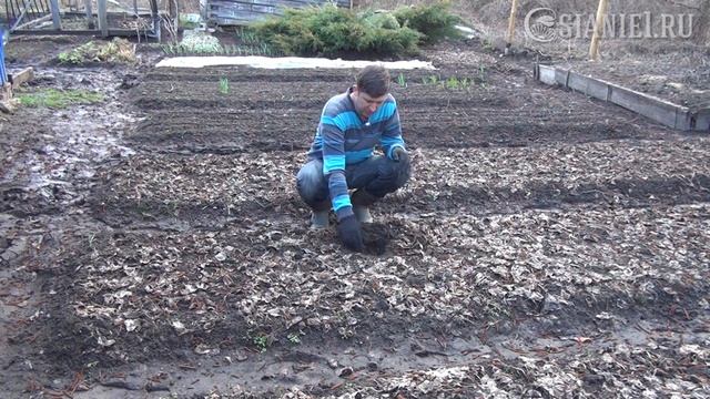 Как разрыхлить почву без лопаты с помощью сидератов смотреть онлайн