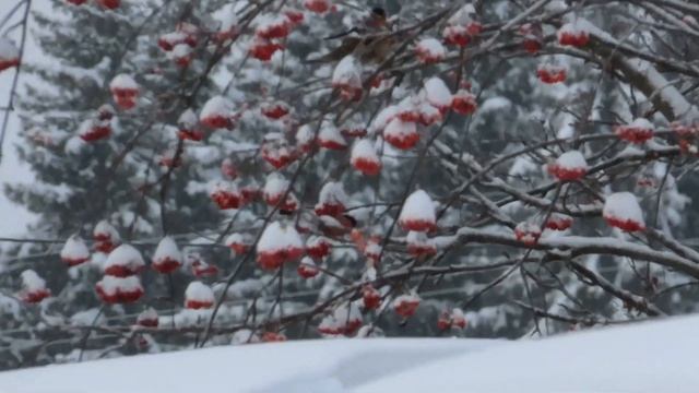 № 1902 29 12 2021 Рябиновая радость смотреть онлайн