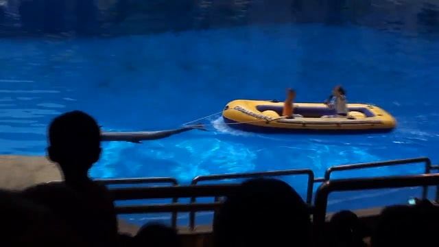 Шоу в дельфинарии Пекина, Китай. The show in the Dolphinarium in Beijing, China. смотреть онлайн
