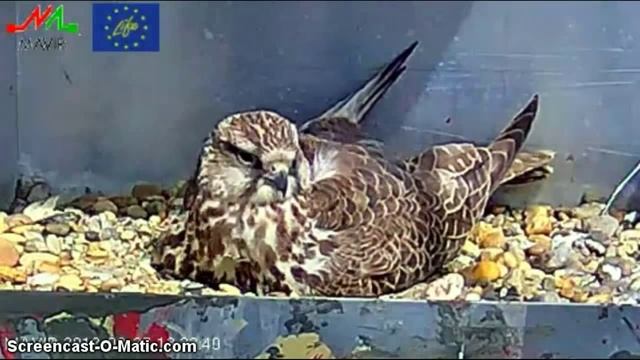 Saker Falcon, (Falco Cherrug) Nest, Hungary, 27.03.2012. Change.