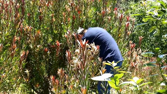 PROCESO DE PODA смотреть онлайн