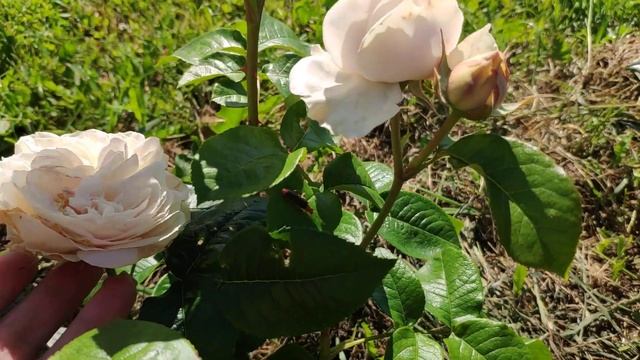 Роза Emma Woodhouse / Эмма Вудхаус (WANS-roses, посадка осень 2020) смотреть онлайн