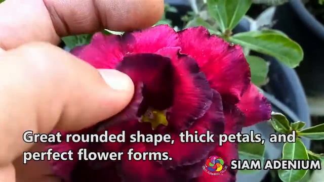 "Blue Dragon" Hall of Fame Rosy Adenium смотреть онлайн