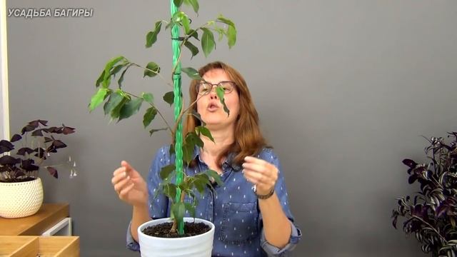 Фикус Бенджамина на штамбе (ч.3). смотреть онлайн