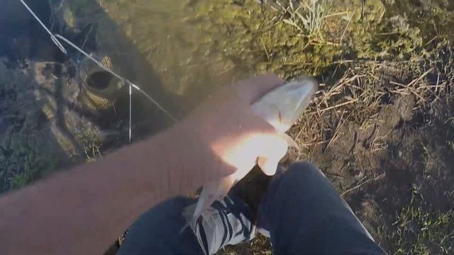 Ловля карася на поплавочную удочку.Вечерний клев карася. смотреть онлайн