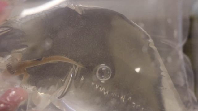 My Mudskipper Tanks! смотреть онлайн