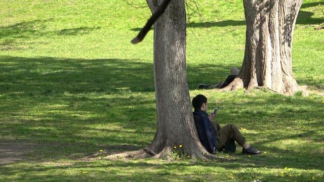 【4K/Sapporo】Walking in Hokkaido University Sakura vr/Sony AX45/Pilotfly Adventurer/北海道大学 桜short vr смотреть онлайн