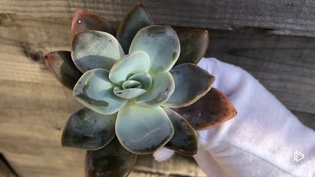 Echeveria Bambino смотреть онлайн