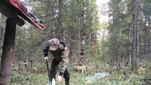 Охота на глухаря с лайкой. Тайга. Ночуем в избушке. Часть 2 .