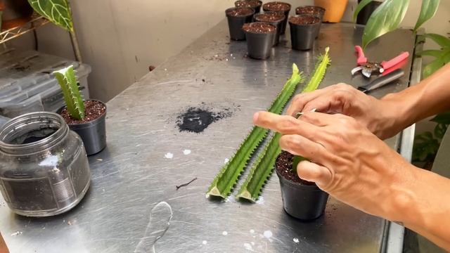 Euphorbia trigona care and propagation смотреть онлайн