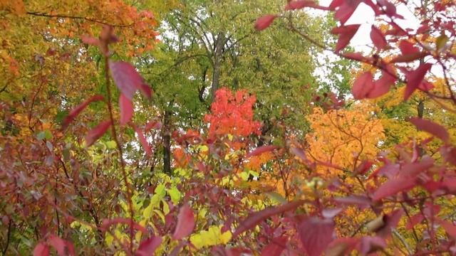 Осень. Александровский парк. Царское село. 28 сентября 2019. смотреть онлайн