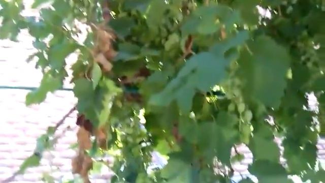 виноград 6 смотреть онлайн