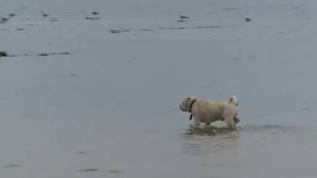 залив смотреть онлайн