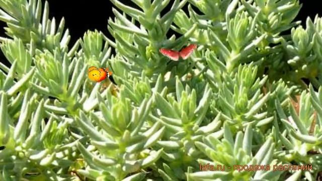 Седум гибридный Блу Спрус (sedum-gibridnyy-blu-sprus) ? обзор: как сажать, саженцы седума Блу Спрус смотреть онлайн
