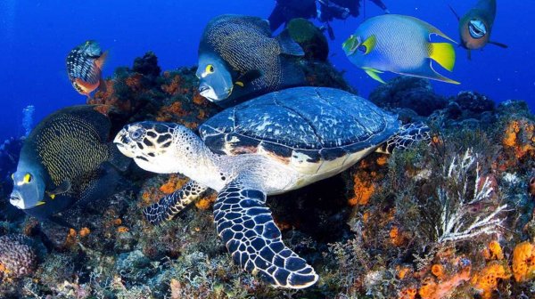 ДАЙВИНГ И СНОРКЛИНГ В КРАСНОМ МОРЕ | ЕГИПЕТ 2024 |