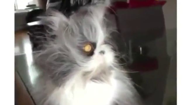 Юмор... ВОТ ТАК ВИГЛЕДИТ ЕШКИН КОТ!😁😀 смотреть онлайн
