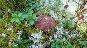 Грибная разведка 24 сентября 2022г. Приозерский район