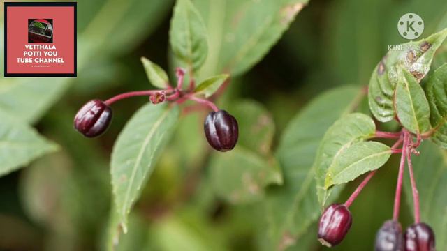 How can we get seeds from fuchsia plant in Tamil | seed collecting from fuchsia смотреть онлайн