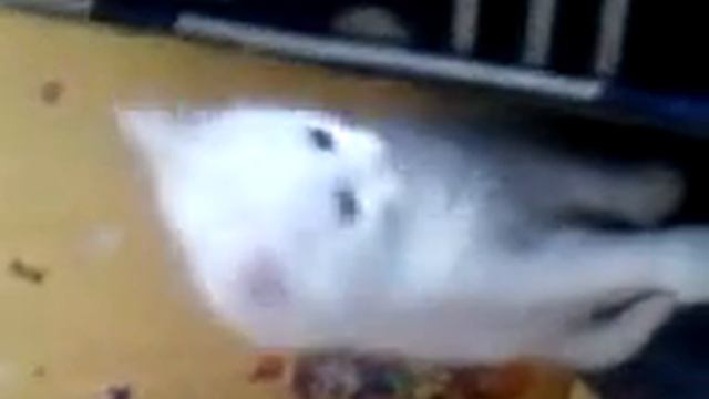 Играющий котёнок. смотреть онлайн