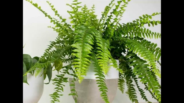 Кулинарное Дело с Любовью