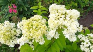 Гортензия древовидная махровая Хайес Старберст. 2022г.