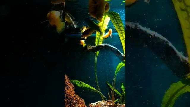 Кормление цихлид в аквариуме смотреть онлайн