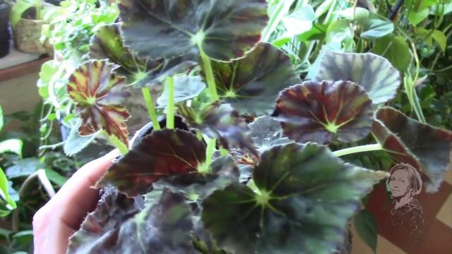 ЖИЗНЬ РАСТЕНИЙ ИНТЕРЕСНА! НАБЛЮДАЕМ КАЖДЫЙ ДЕНЬ! смотреть онлайн