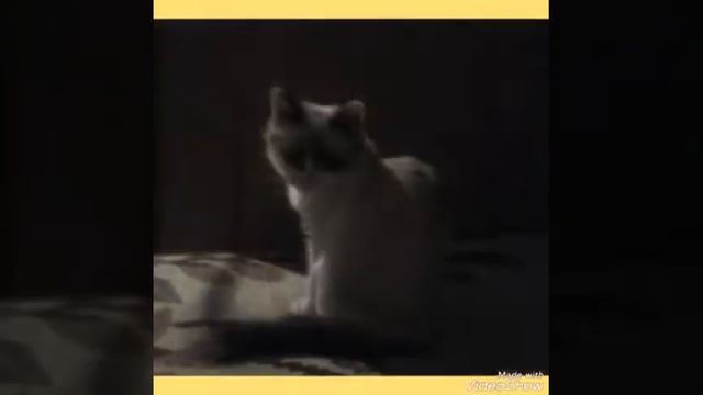 Несколько фото и фидео с моего телефона смотреть онлайн