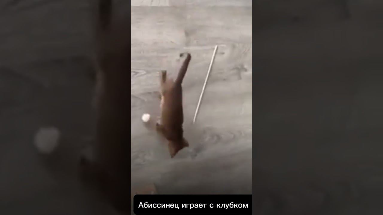 Котенок Абиссинец играет с клубком #кот #cat #котенок #shorts