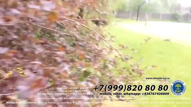 обрезка-туй.рф ☎ +7(999)820-80-80 и стрижка туй формирование туй цена, формирование кроны смотреть онлайн