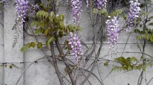 Глициния Вистерия. Особенности выращивания и обрезки глициний