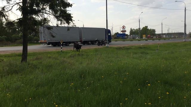 Корова ест траву смотреть онлайн