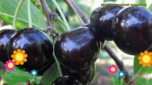 Вишня Антрацитовая. Краткий обзор, описание характеристик, где купить саженцы