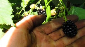 Ежевика бесшипная. Формировка ежевики.