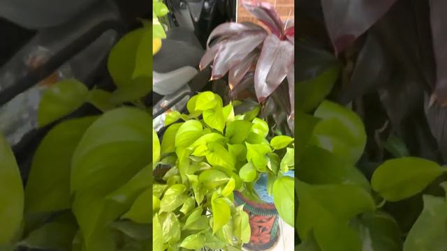 Care of Neon money plant # Tips for maintaining Neon colour# watering# Easy propagation ~ Plantvers смотреть онлайн