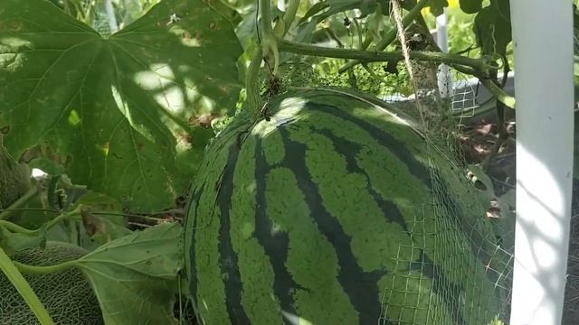 Ломаю фундамент. Собираю урожай смотреть онлайн